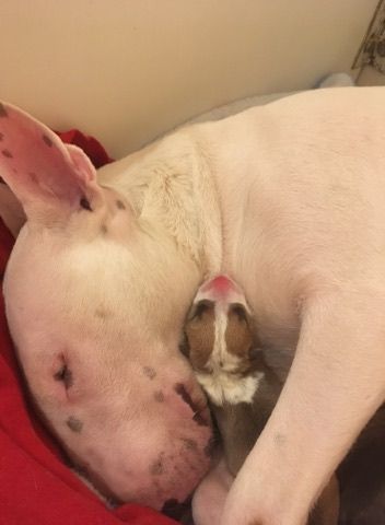 Bull's Den - Bull Terrier - Portée née le 26/12/2017