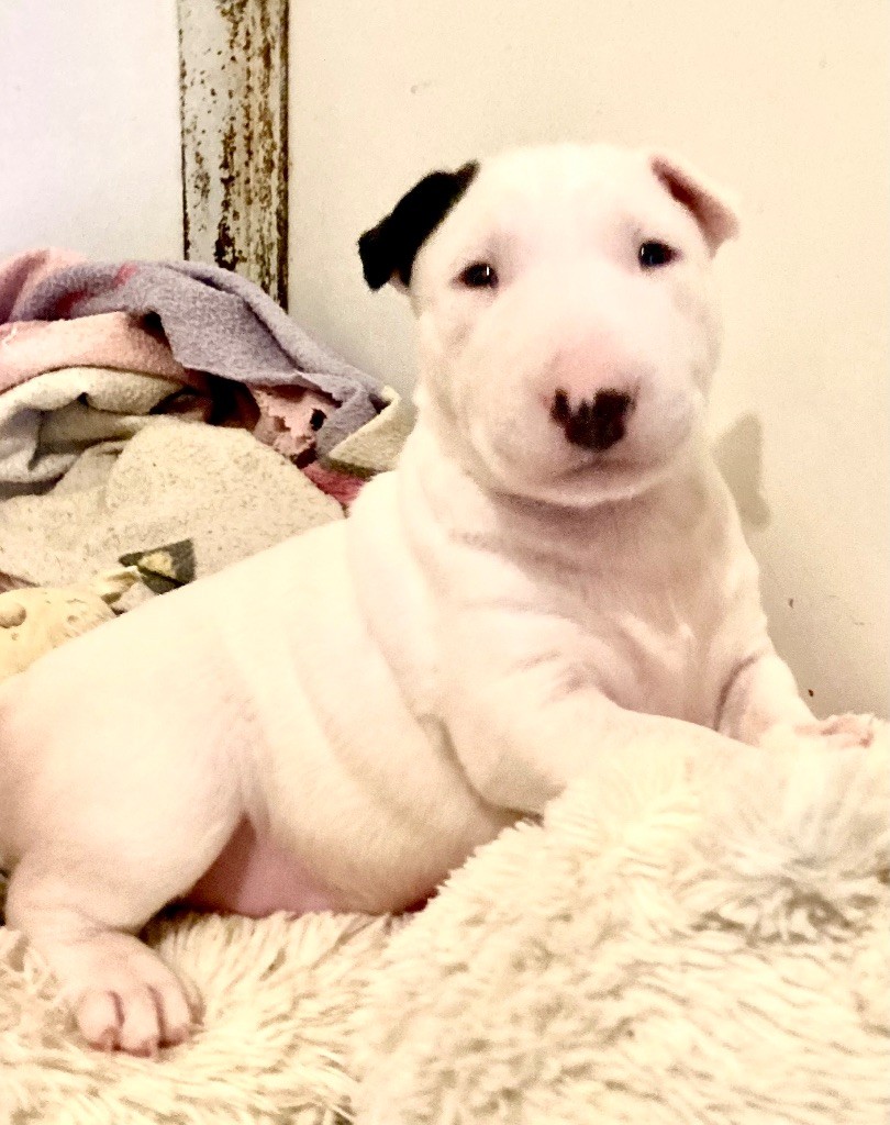 Bull's Den - Chiot disponible  - Bull Terrier