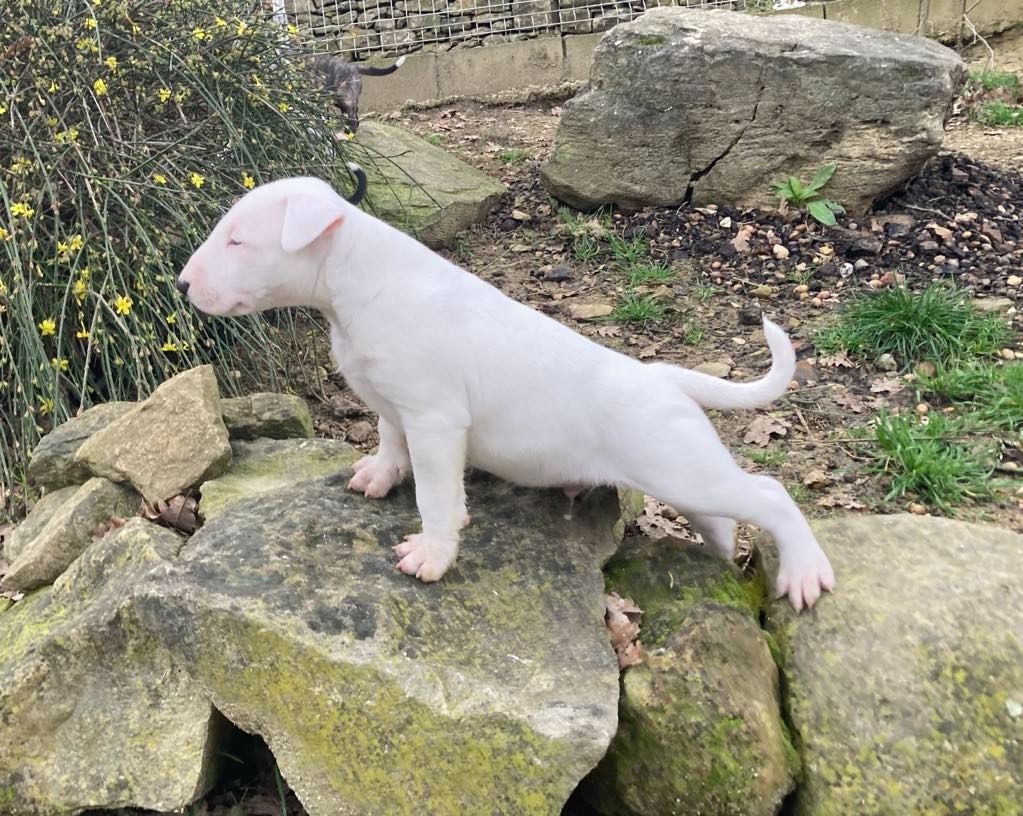 Bull's Den - Chiot disponible  - Bull Terrier