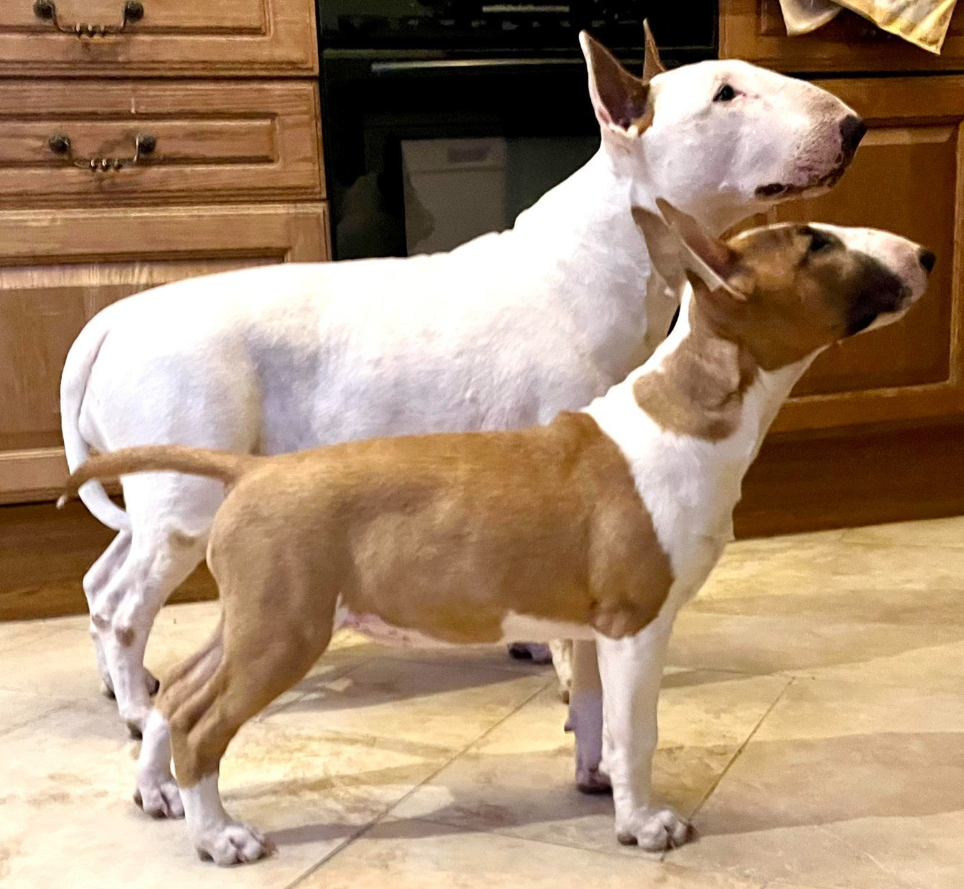 Bull's Den - Arcane, petit trésor de 4 mois, cherche une famille en or