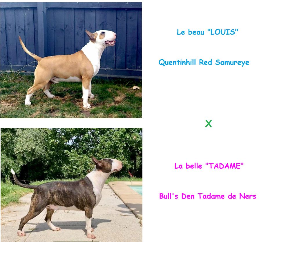 Les bébés de Louis et Tadame sont nés!