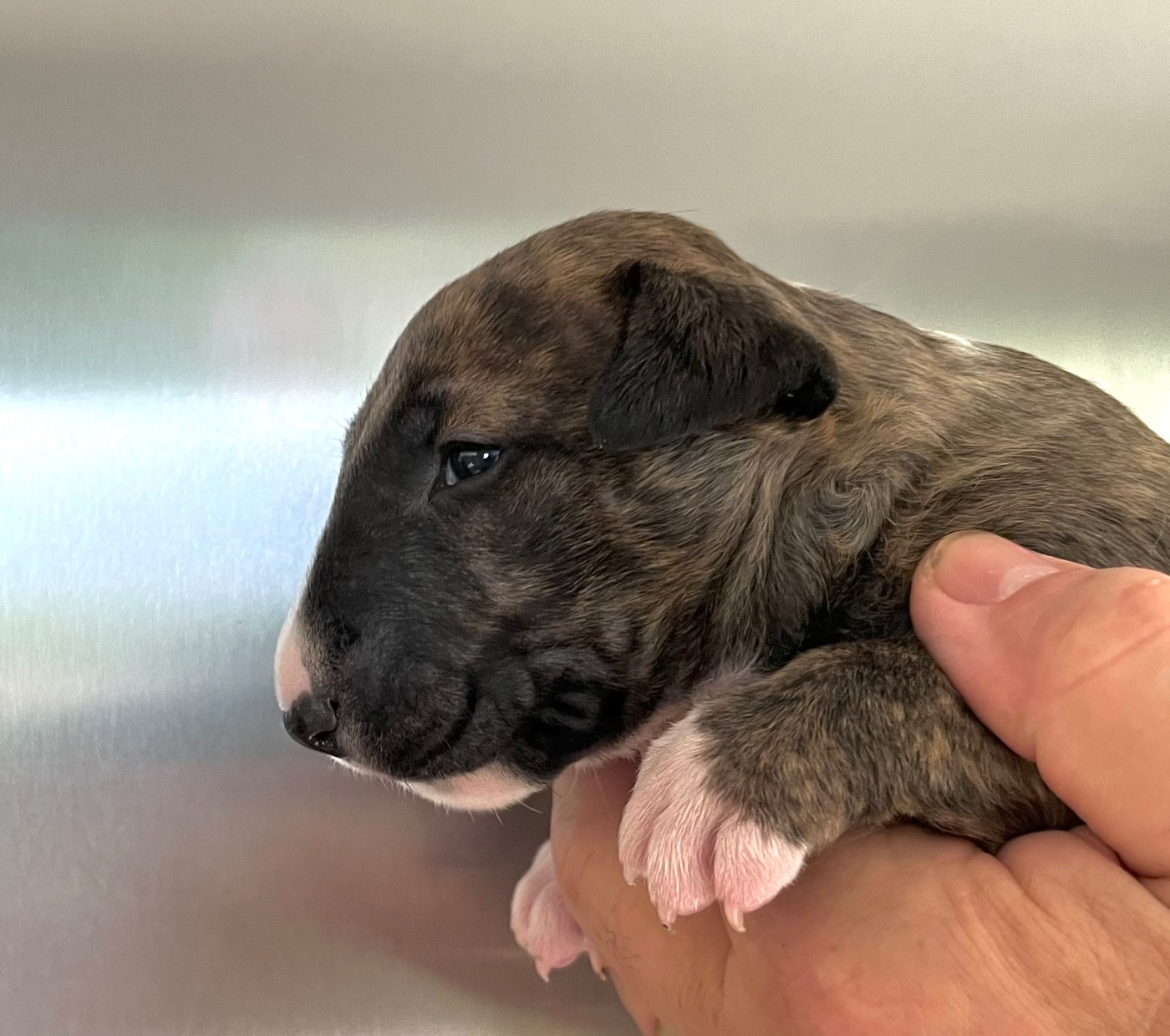 Bull's Den - Chiots disponibles - Bull Terrier