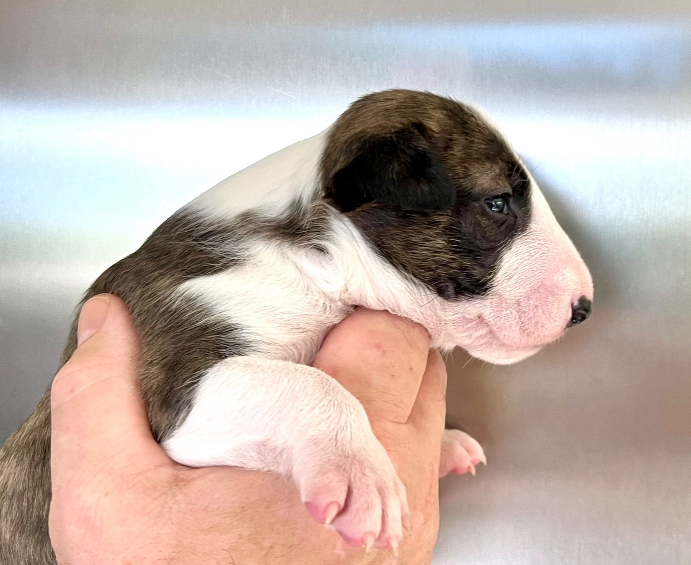 Bull's Den - Chiots disponibles - Bull Terrier