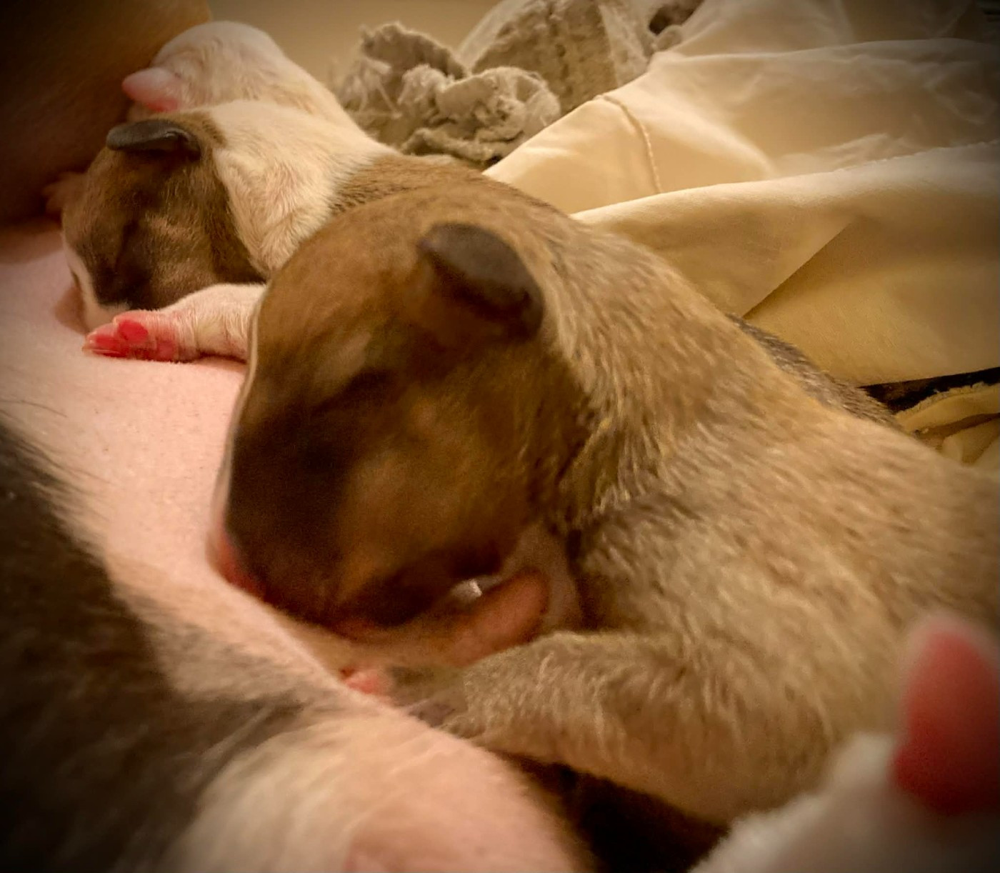 Bull's Den - Chiots disponibles - Bull Terrier