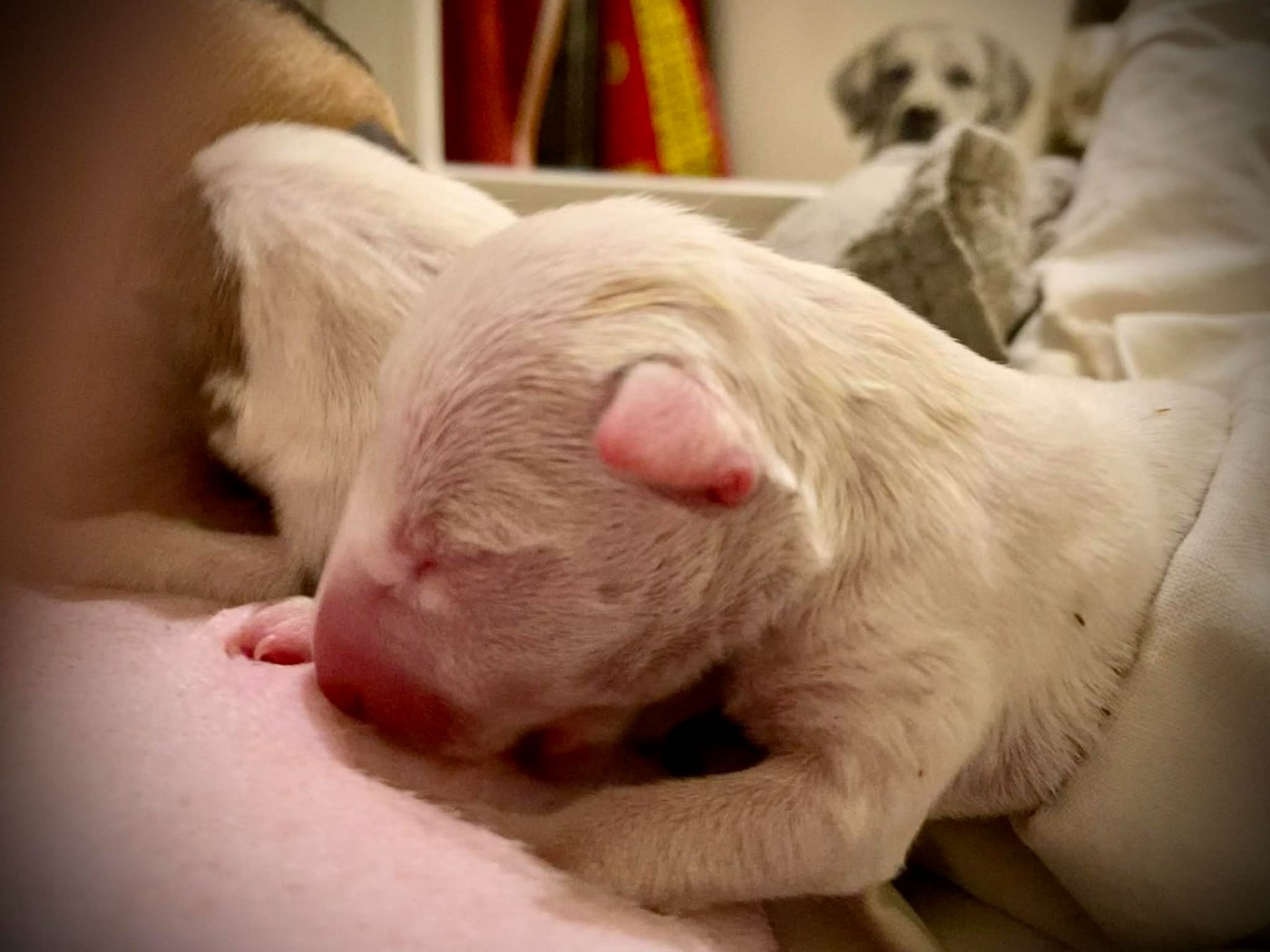 Bull's Den - Chiots disponibles - Bull Terrier