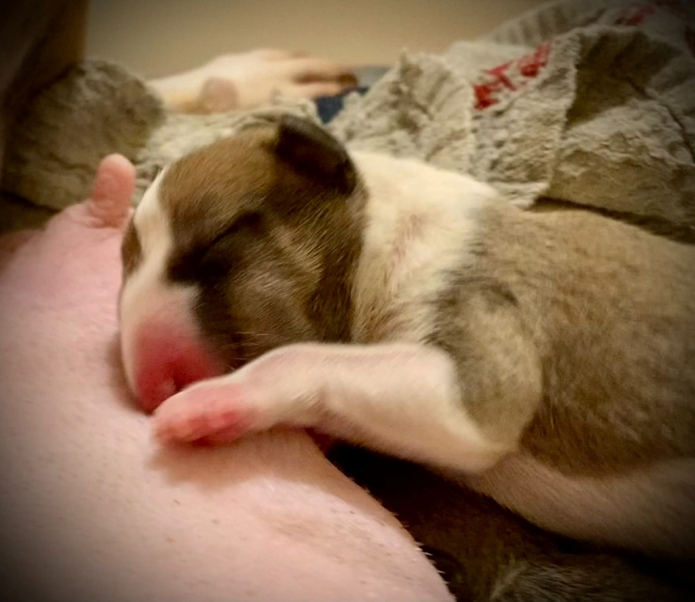 Bull's Den - Chiots disponibles - Bull Terrier