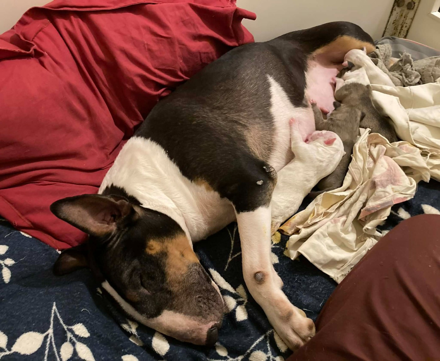 Chiot Bull Terrier Bull's Den