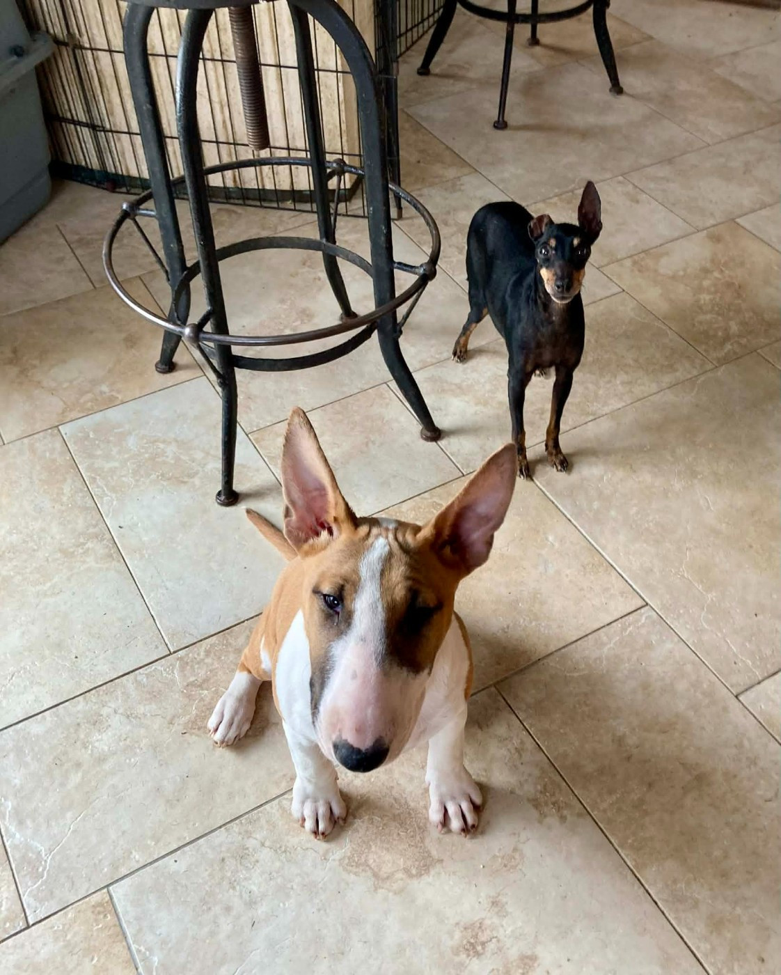 Bull's Den - Chiots disponibles - Bull Terrier