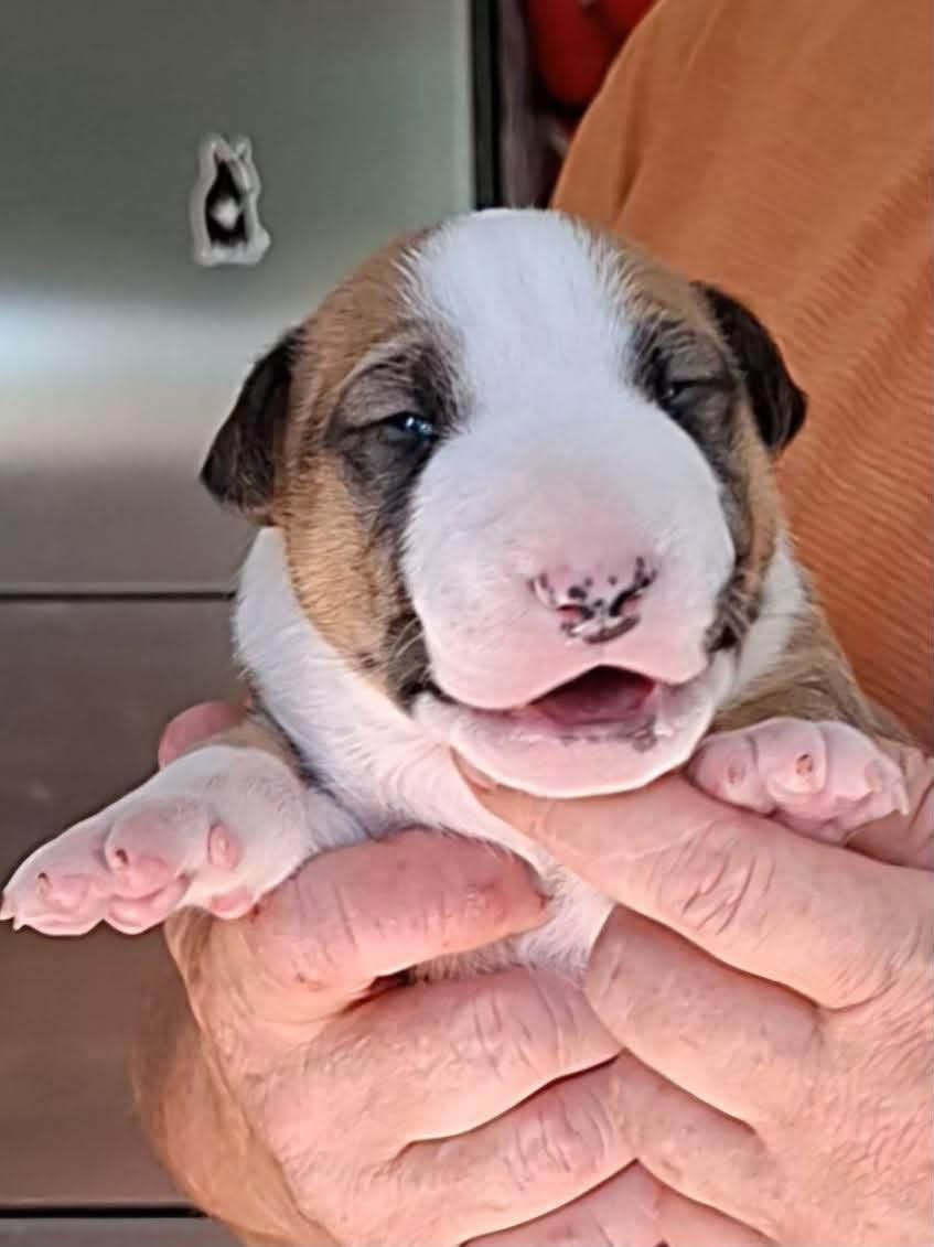Bull's Den - Chiots disponibles - Bull Terrier