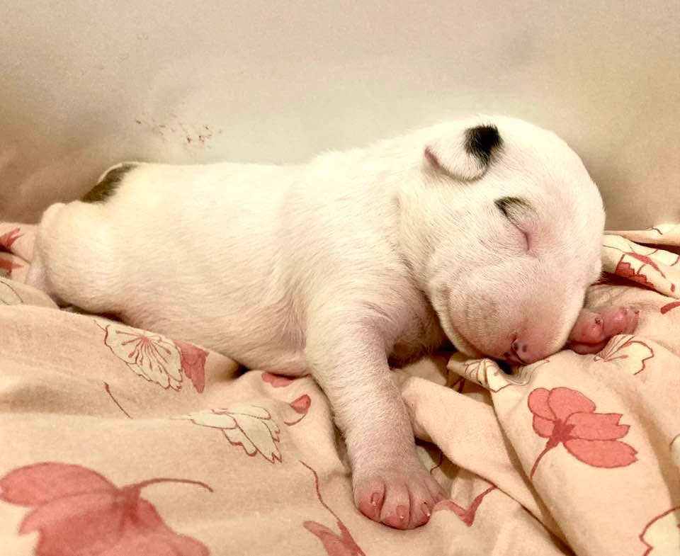 Bull's Den - Chiots disponibles - Bull Terrier