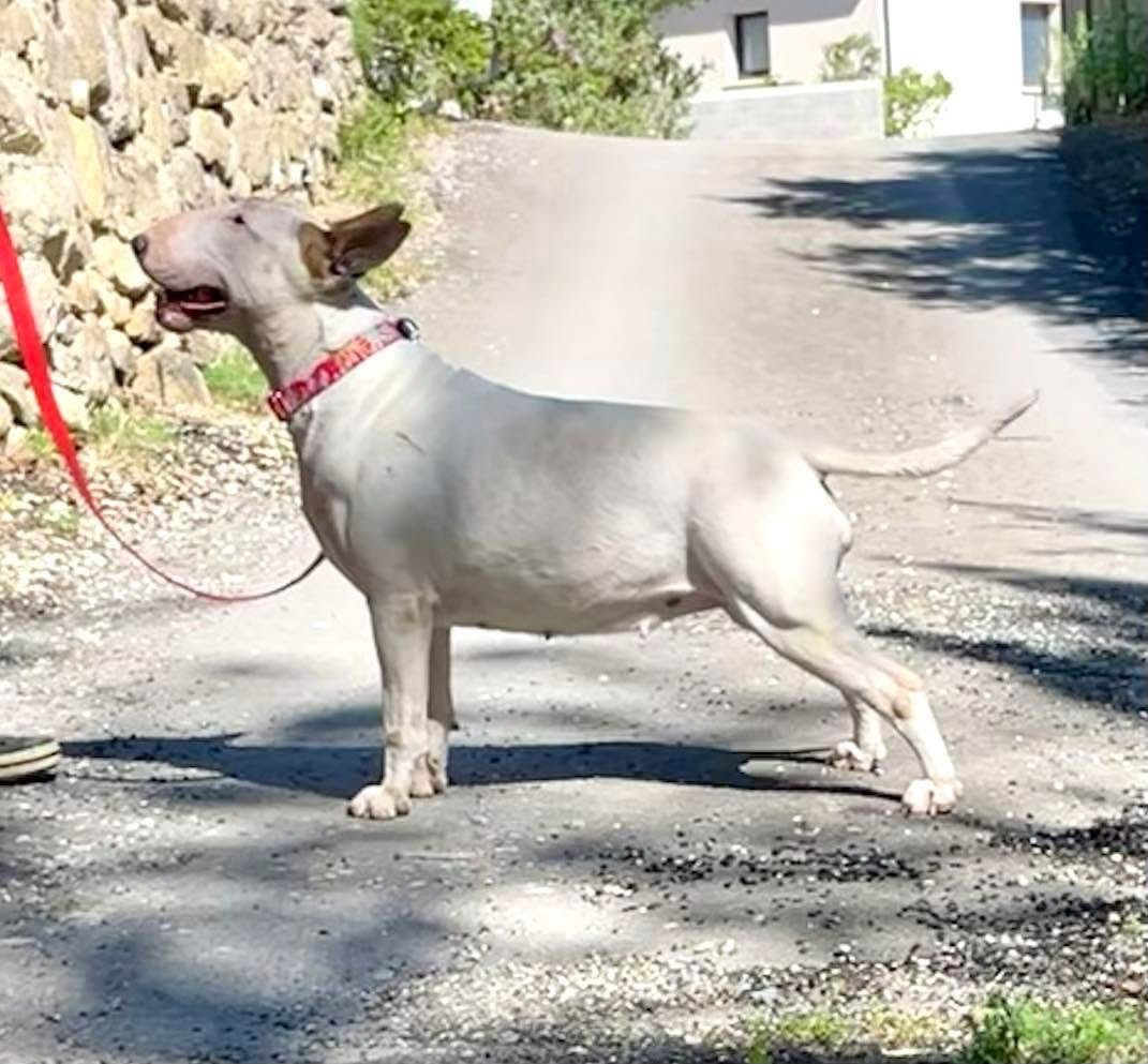 Chiot Bull Terrier Bull's Den