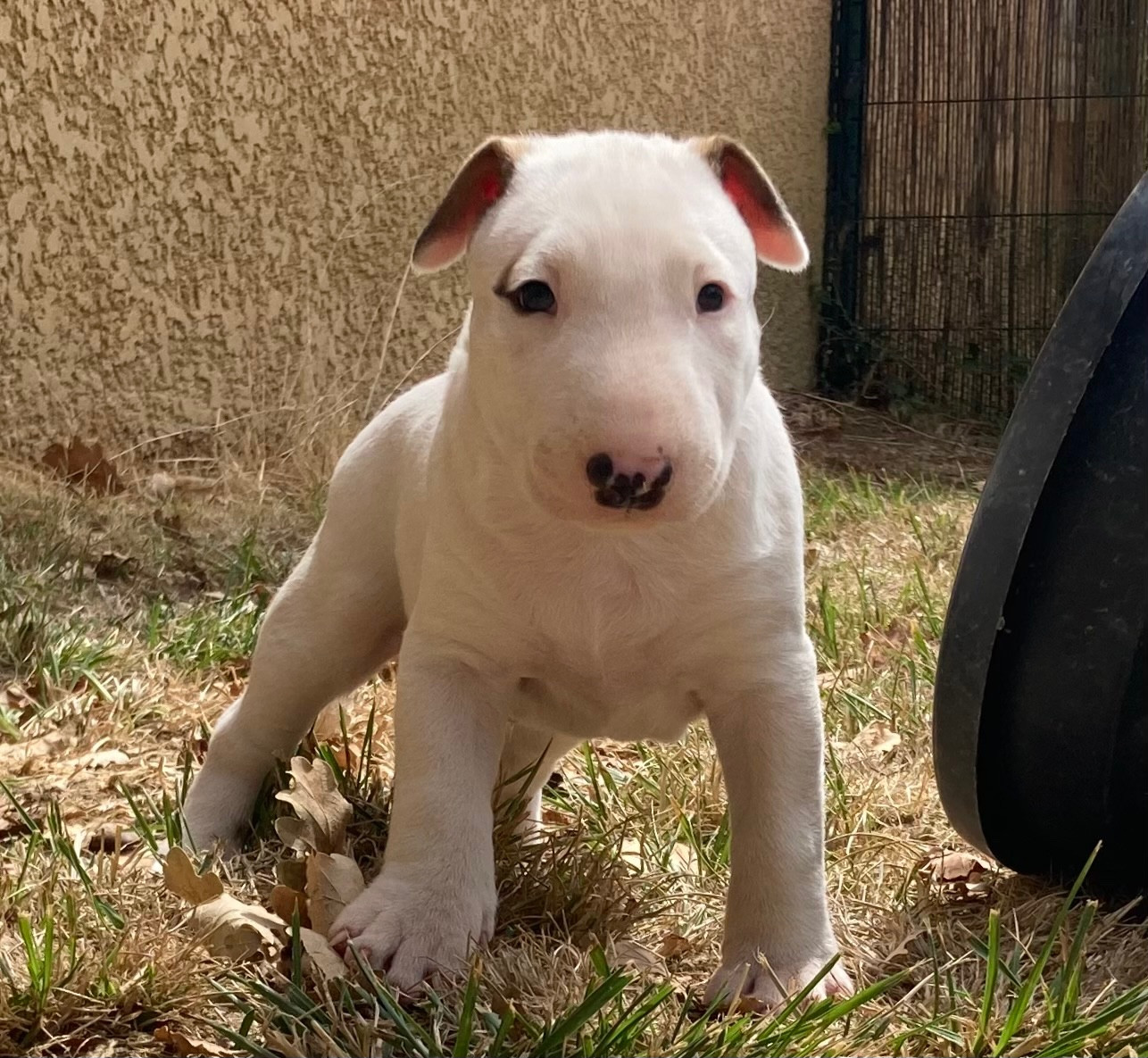 Bull's Den - Chiots disponibles - Bull Terrier