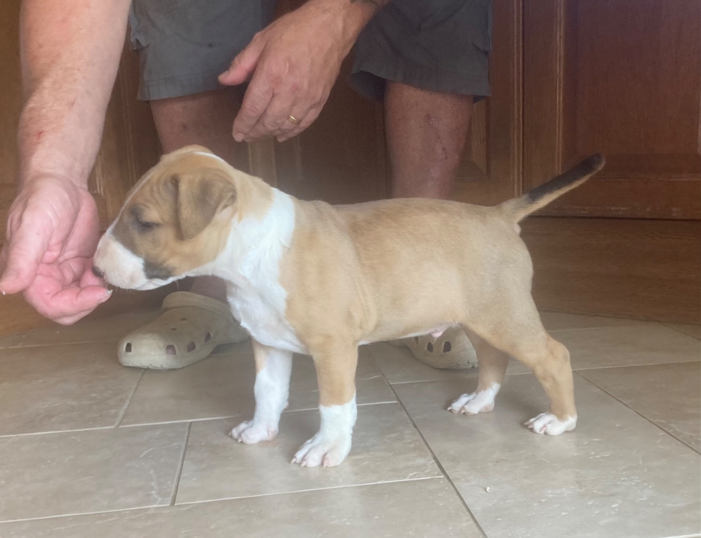 Bull's Den - Chiots disponibles - Bull Terrier