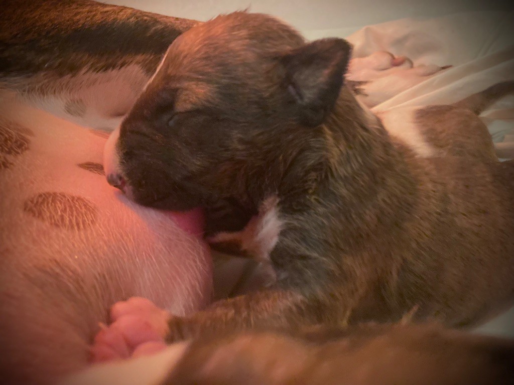 Bull's Den - Chiots disponibles - Bull Terrier