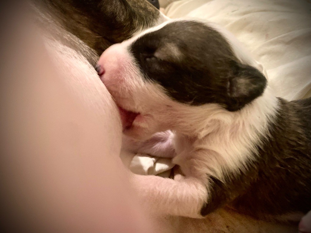 Bull's Den - Chiots disponibles - Bull Terrier