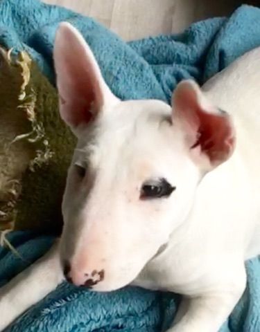 Bull's Den - Bull Terrier - Portée née le 24/09/2019