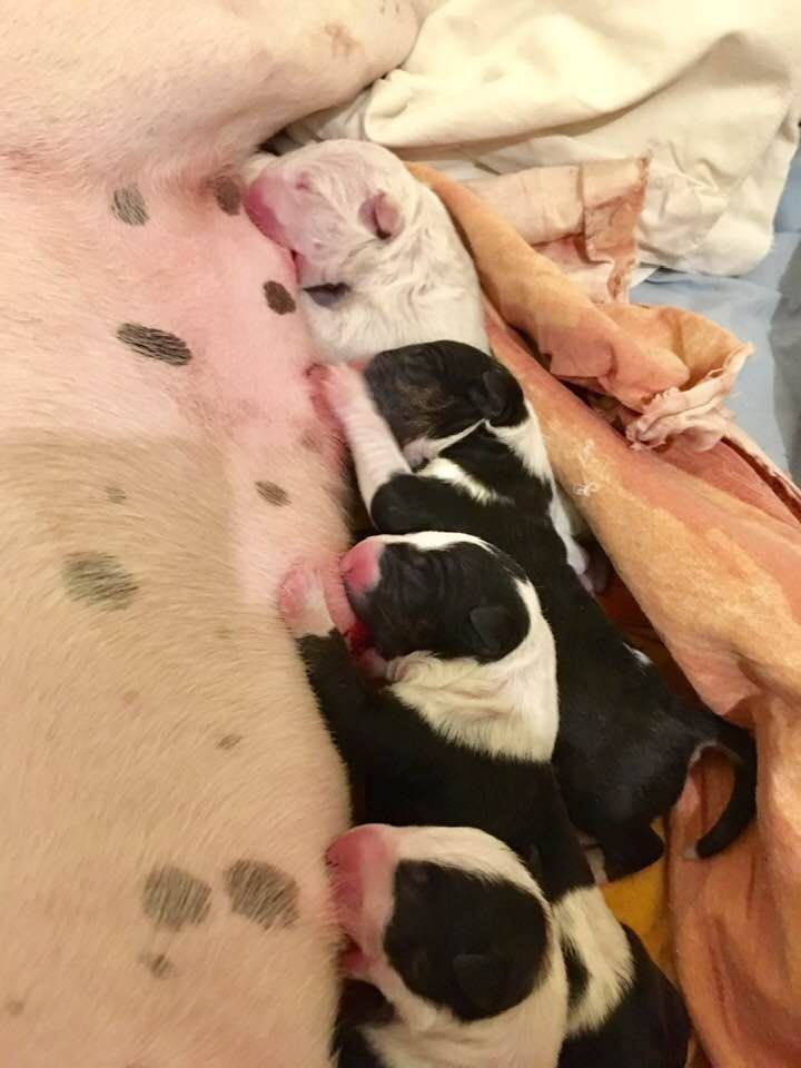 Bull's Den - Bull Terrier - Portée née le 14/09/2019